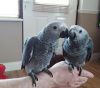 Adorable couple of African grey parrots