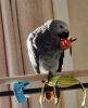 male and female African grey parrots