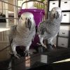 A pair of African Grey Parrots For Sale