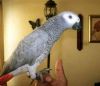 hand reare African grey parrots ready for sale