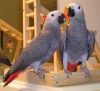 two lovely african grey parrots for sale
