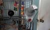 Congo African Grey Parrot - Tame And Talking