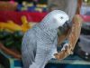Grey Parrots for free