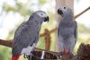 Hand Raised And Tamed Pair Of African Greys