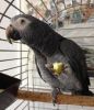 Hand Reared Timneh African Grey Parrots