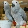 Healthy African Grey Parrots for sale