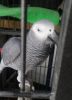 congo african grey parrots for sale