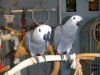 Eye checked African grey parrots