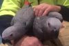 Hand Tame Talking Baby African Grey Parrot
