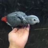 Sweet african grey parrot