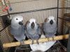 African Gray Parrots are ready now