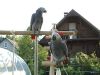 African grey parrots for loving homes