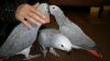 Pair of Talking African Grey parrots \\