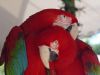 We are parrot breeders of high quality talkative breeds and have avai