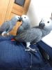 African grey parrots for sale.(xxx) xxx-xxx7