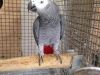 DNA African grey parrots and Eggs