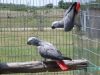 chocky and lola African Grey