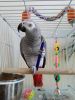 sweet male African Grey parrot for adoption
