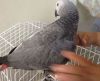 Pair Of African Grey Birds For Sale