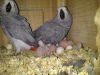 Hand Reared African Grey Baby Parrots available