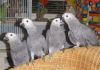 Hand Reared African Grey Baby Parrots