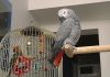 Classic african grey parrots