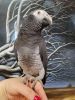 pairs of talking african grey parrot ready to go now