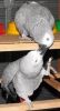 Hand-fed African Grey Parrots For Sale.