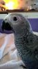 African Grey Baby Parrot xxxxxxxxxx