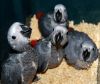 Adorable home train Africa Grey parrots for sale