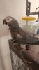 (xxx) xxx-xxx4 African Grey Parrot for Sale