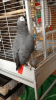 TALKING CONGO AFRICAN GREY PARROTS AVAILABLE