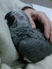 African Grey for Sale