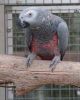 CONGO AFRICAN GREY PARROTS FOR ADDOPTION