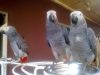 African Grey Parrot free for re
