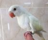 Rare Hand Reared Silly Tame Baby Ducorps Cockatoo