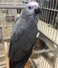DNA Tested Adorable Congo African Grey Parrots