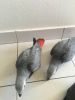 African grey and hyacinth macaws ready to go