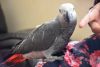 Cute and understanting African Grey Parrots Available