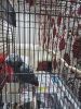 African Grey Parrot for rehoming