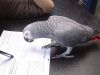 A Pair of Talking African Grey Parrots (xxx)-xxx-xxxx