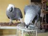Lovely African grey parrot