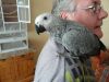 Hand Tamed African Grey