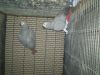 Tamed and Talking African Grey parrots