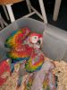 Well tamed parrots,babies and hatching eggs for sale