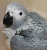 African Grey and babies for sale