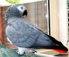 pair of talking African grey parrots
