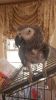 Affectionate African grey parrot