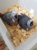 African grey parrots for sale text or call (3 02xxxxxx4