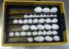 Parrot Eggs ,chicks and parrots for Sale